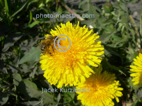 bee on the dandelion