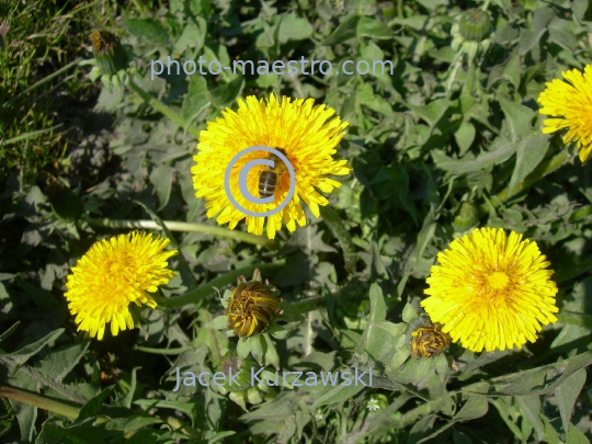 bee on the dandelion