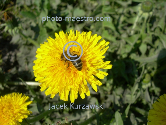 bee on the dandelion