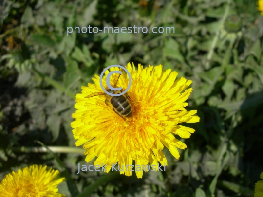 bee on the dandelion