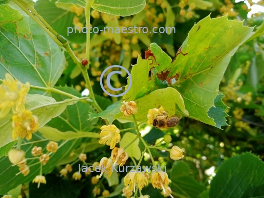 bees,linden,pollen.honey,nature