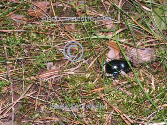 bug,nature,leafs,forest