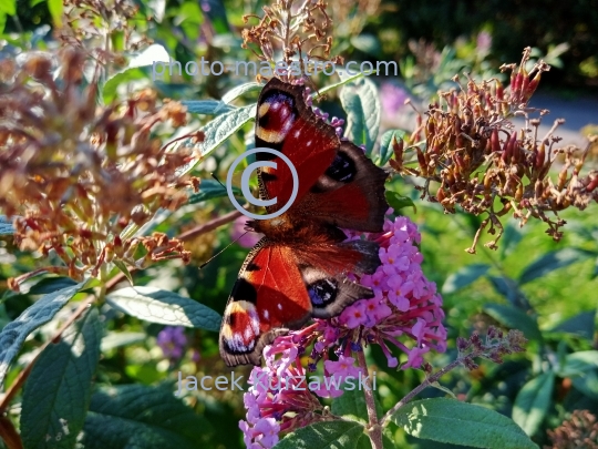 butterfly,nature,autumn,flowers