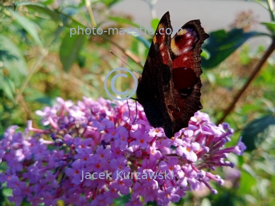 butterfly,nature,autumn,flowers