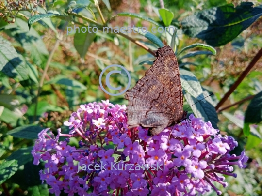 butterfly,nature,autumn,flowers