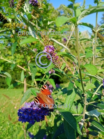 butterfly,nature,autumn,flowers