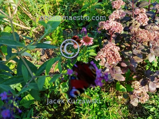 butterfly,nature,autumn,flowers