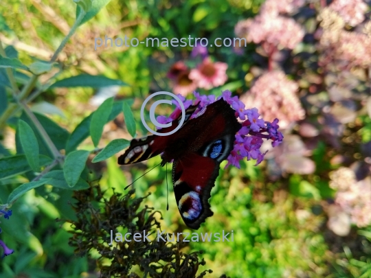 butterfly,nature,autumn,flowers