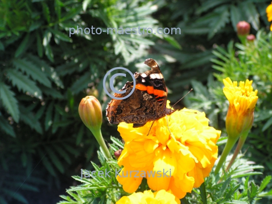 butterfly,nature,flowers,leafs