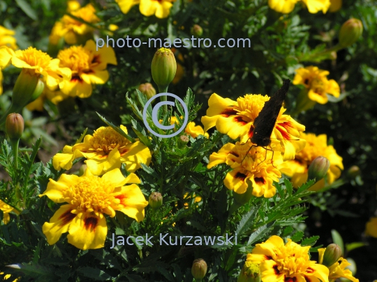 butterfly,nature,flowers,leafs