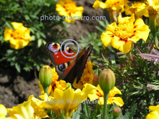 butterfly,nature,flowers,leafs