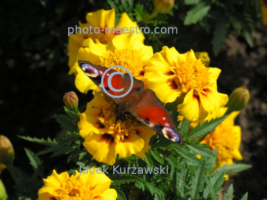 butterfly,nature,flowers,leafs