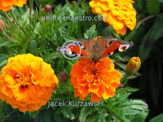 butterfly,nature,flowers,leafs