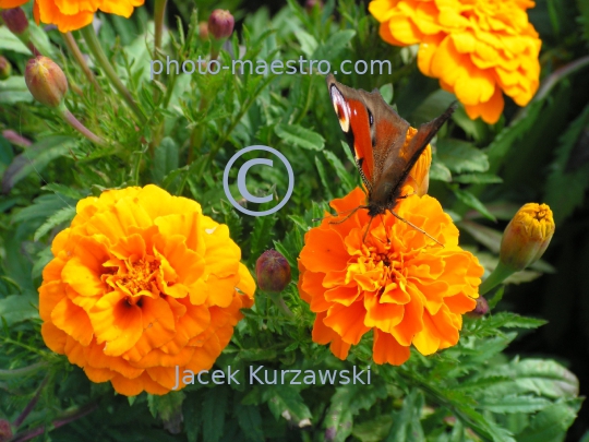 butterfly,nature,flowers,leafs