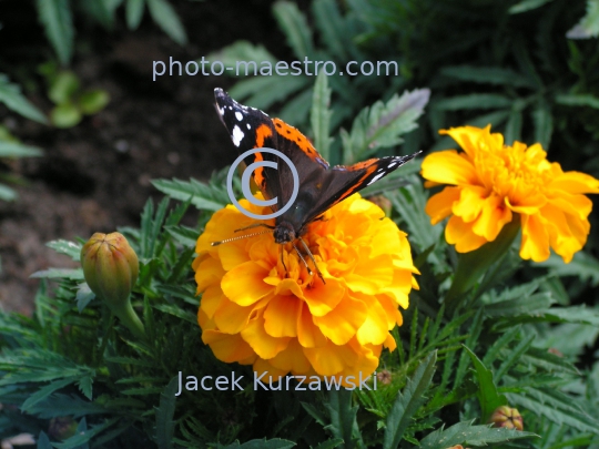 butterfly,nature,flowers,leafs