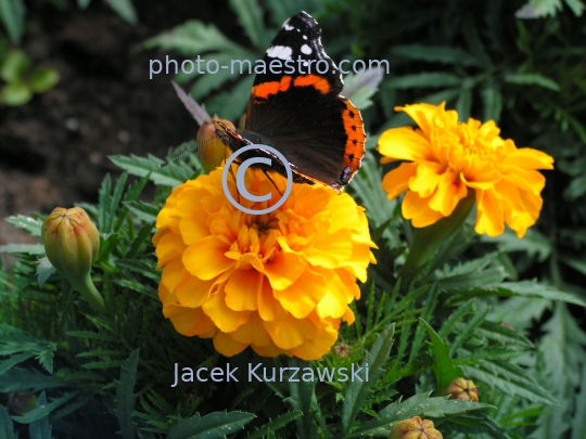 butterfly,nature,flowers,leafs