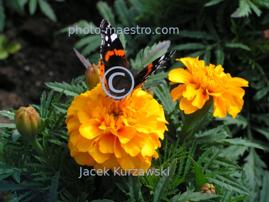 butterfly,nature,flowers,leafs