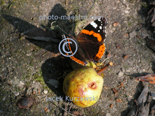 butterfly,wasp,autumn,insect