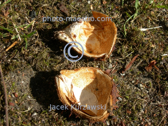 cheastnuts,autumn,ground,sunshine