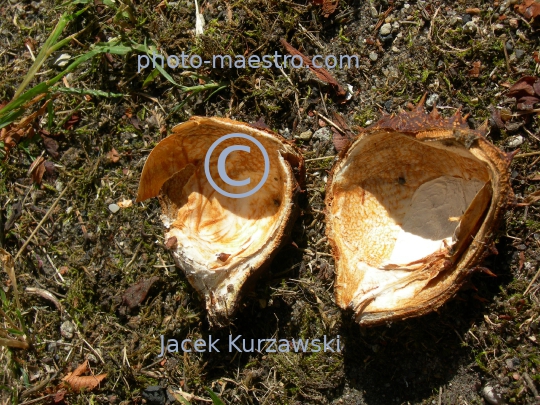 cheastnuts,autumn,ground,sunshine