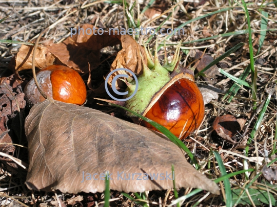 cheastnuts,autumn,ground,sunshine