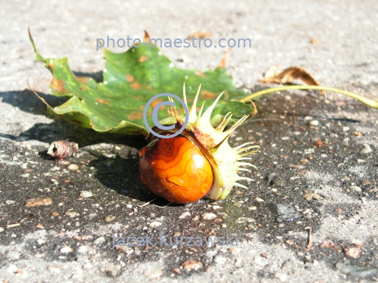 cheastnuts,autumn,ground,sunshine