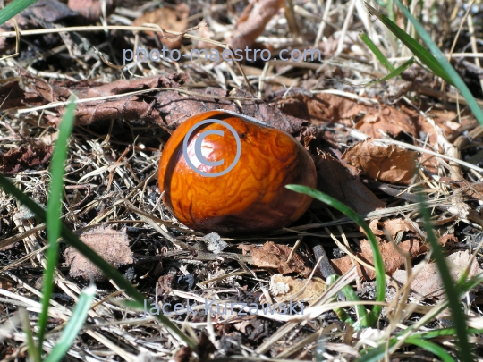 cheastnuts,autumn,ground,sunshine