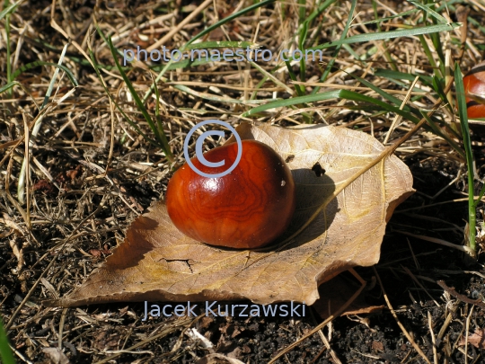 cheastnuts,autumn,ground,sunshine