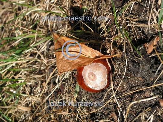 cheastnuts,autumn,ground,sunshine