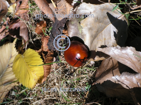 cheastnuts,autumn,ground,sunshine