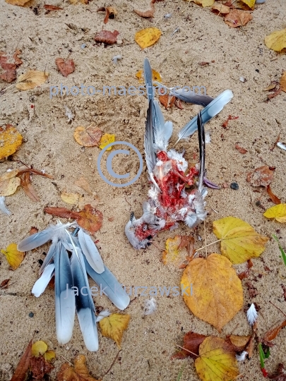 dead bird,nature,macabre,fear.blood,sand