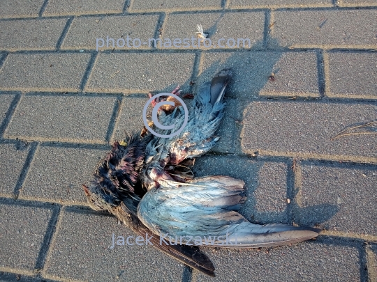 dead bird,nature,macabre,fear.pavement,blood