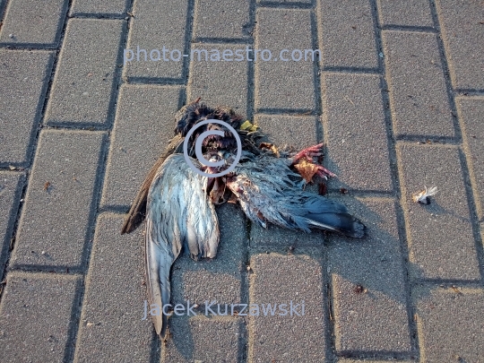 dead bird,nature,macabre,fear.pavement,blood