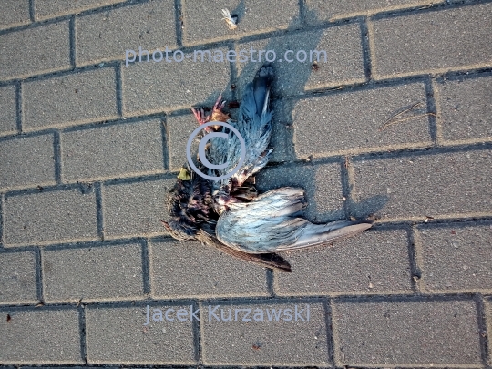 dead bird,nature,macabre,fear.pavement,blood