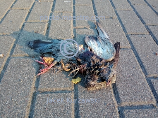 dead bird,nature,macabre,fear.pavement,blood