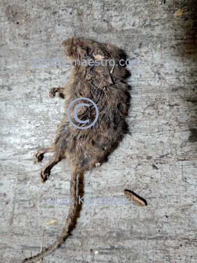 dead rat,nature,macabre,fear.floor