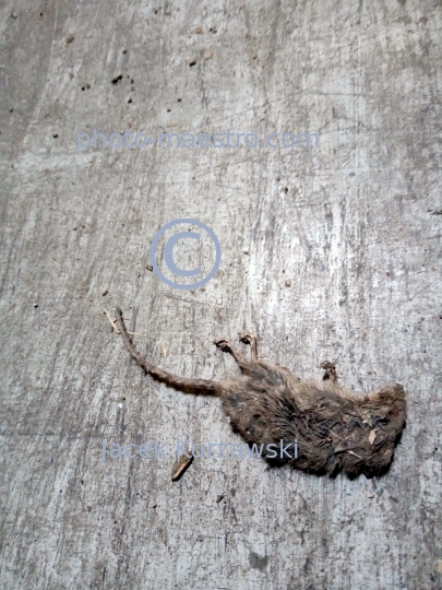 dead rat,nature,macabre,fear.floor