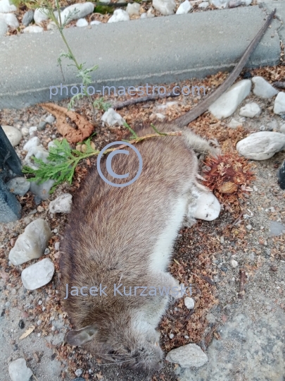 dead rat,nature,macabre,fear.pavement