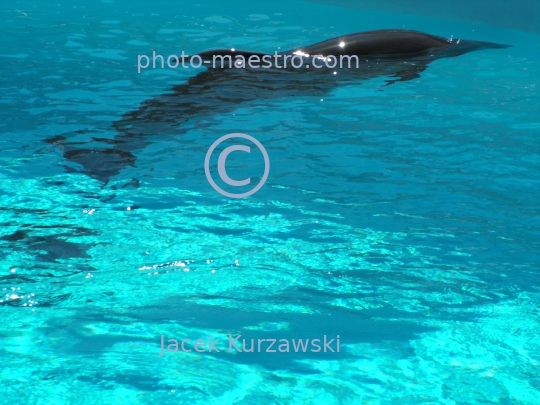 delphines,water,blue light