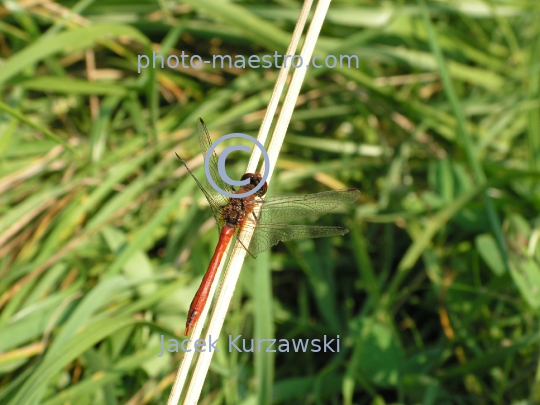 dragonflies,autumn,lake