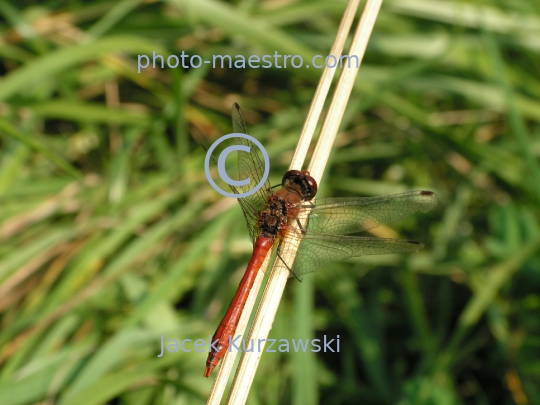 dragonflies,autumn,lake