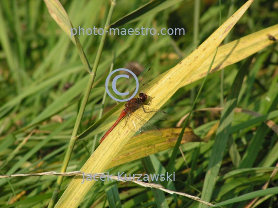 dragonflies,autumn,lake