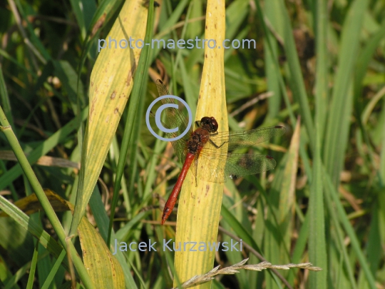 dragonflies,autumn,lake