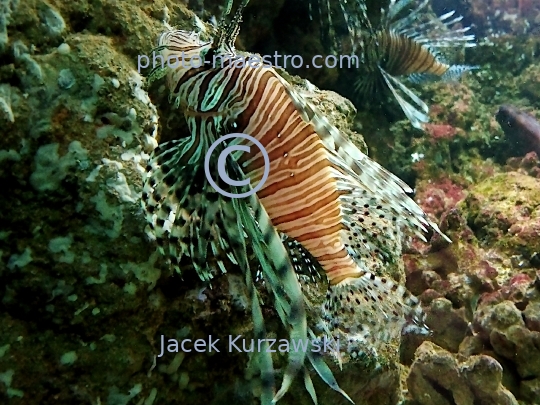 exotic fish,water life,danger,aquarium