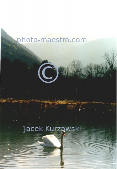 France,Vizille,Isere.,architecture,history,nature,parc,swan