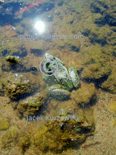 froge,water,pond