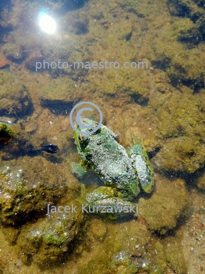 froge,water,pond