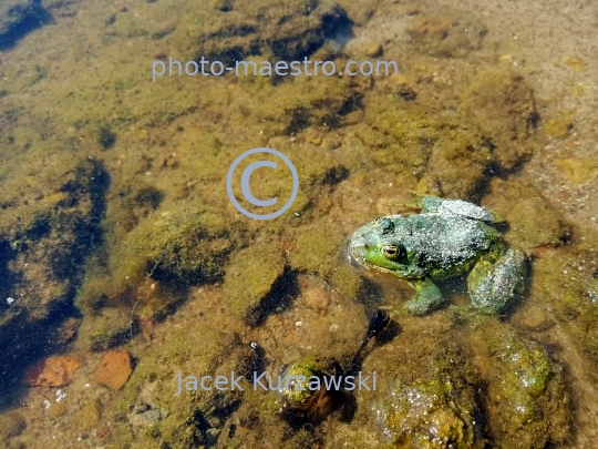 froge,water,pond