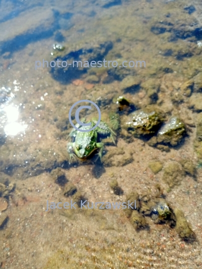 froge,water,pond