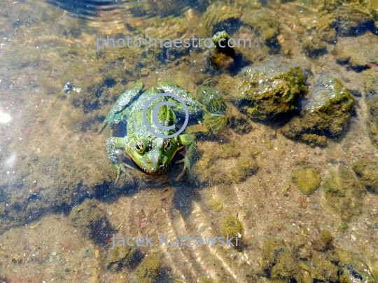 froge,water,pond